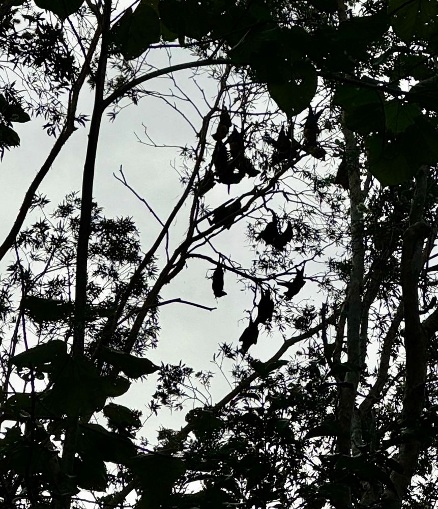 the previous image, but zoomed in closer the center. the silhouetted shapes in center are more clearly hanging animals. 