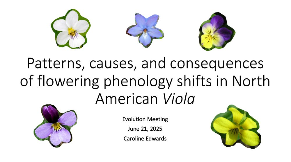 Slide reads: "Patterns, causes, and consequences of flowering phenology shifts in North American Viola", Evolution meeting, Caroline Edwards