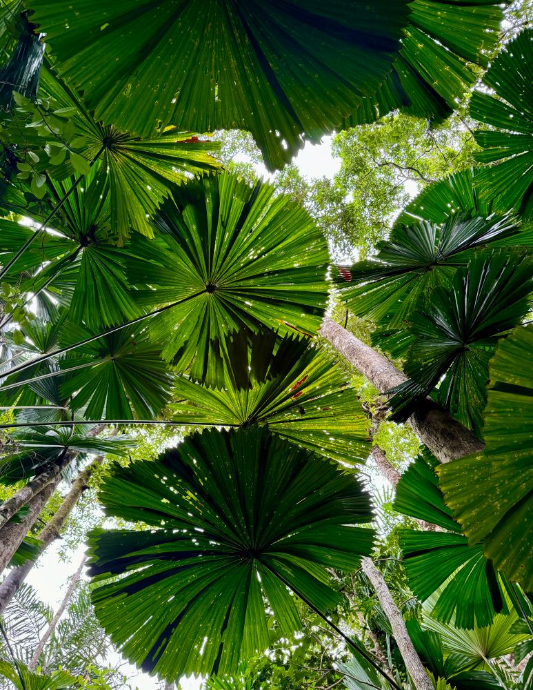 palm leaves from below