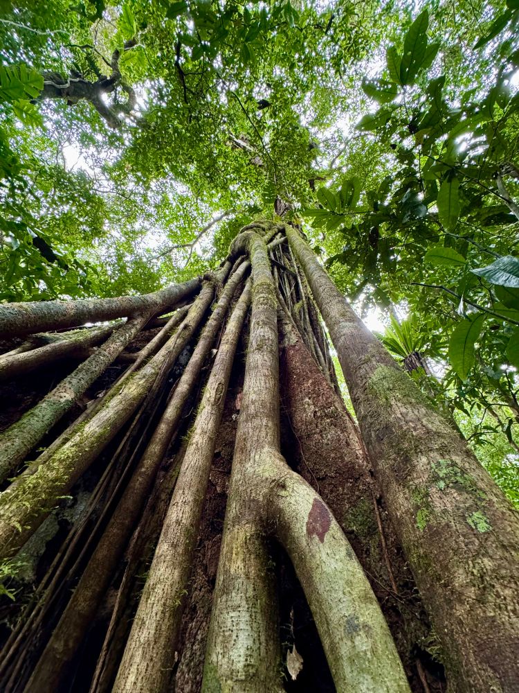 strangler fig and victim, looking from the forest floor up into the canopy