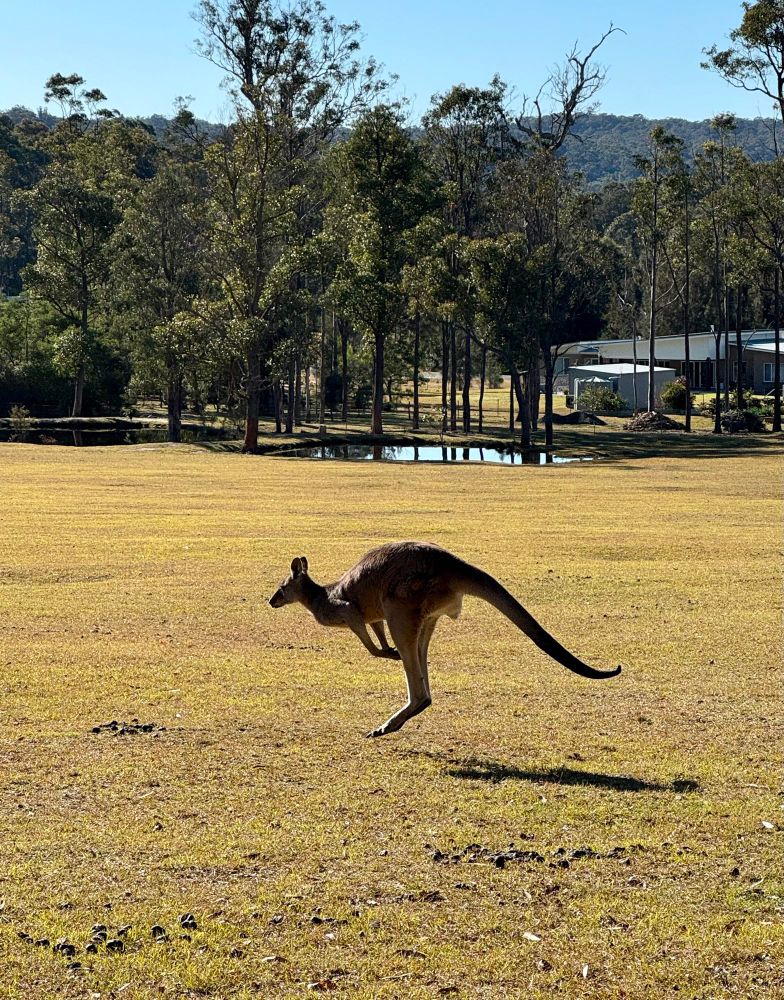 kangaroo, gently airborne above yellowed grass