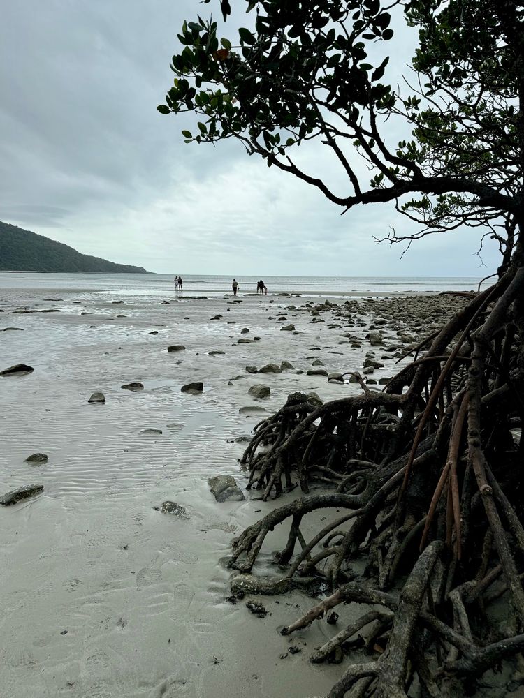 gnarled roots of a mangrove frame the left side of a view of a broad beach, with several shadowed figures in the distance 