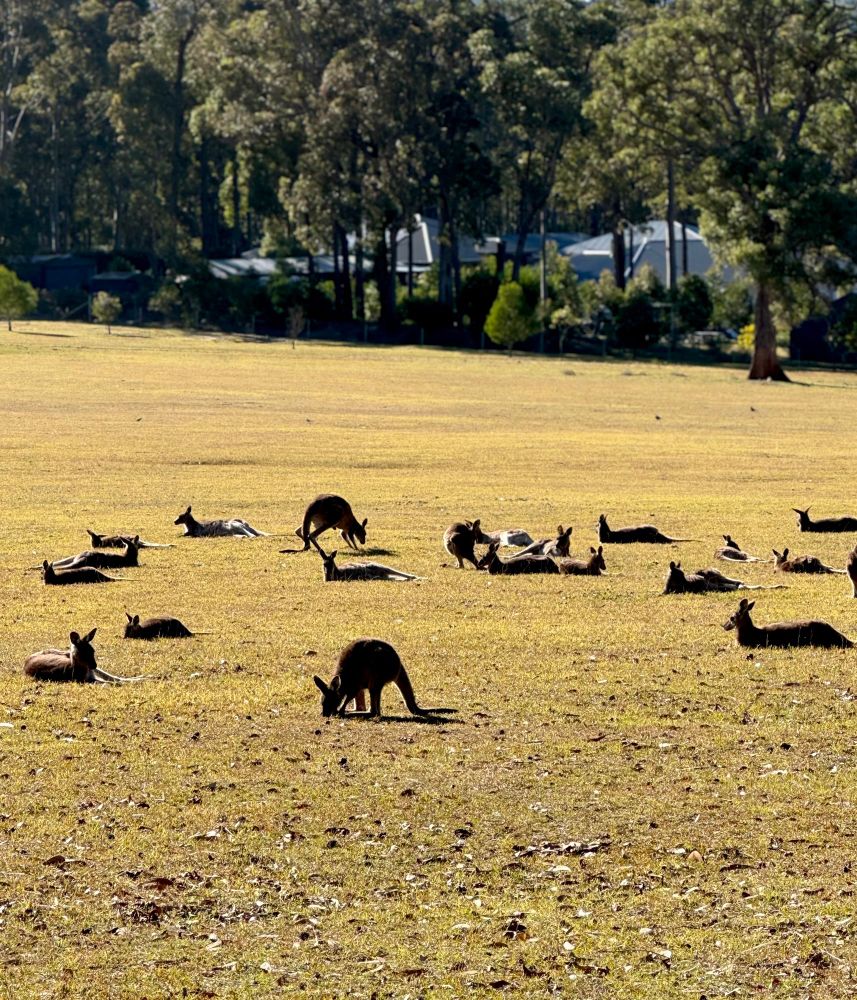 a dozen or more grazing kangaroos, in silhouette 