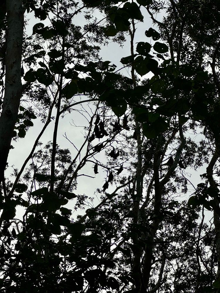 a jumble of trunks and leaves in silhouette. in the distant middle are dense shapes hanging upside down. one has a distinctly foxy profile.