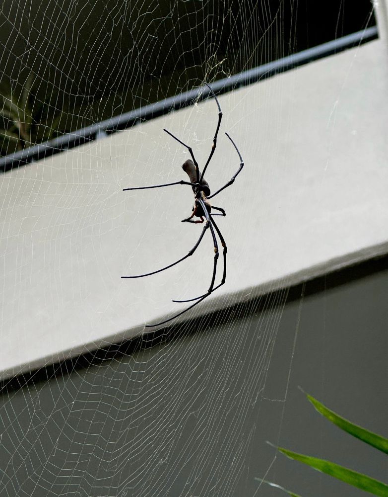 a huge dark spider hangs in profile, with long slim dark legs. her wingspan is at least 10cm. 