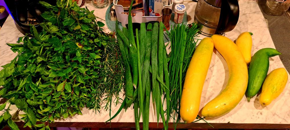 Big bunch of basil, some rosemary, green onions, chives, squash and one Lil cucumber from my garden
