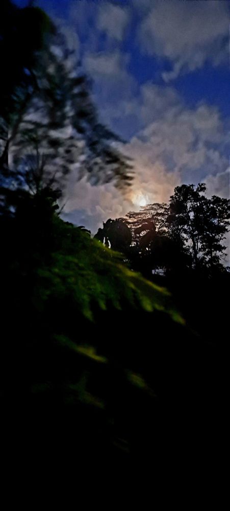 Night sky with a pink and gold moon playing peekaboo with wispy white clouds. A soft emerald green fern in sharp focus is closest to the viewer.