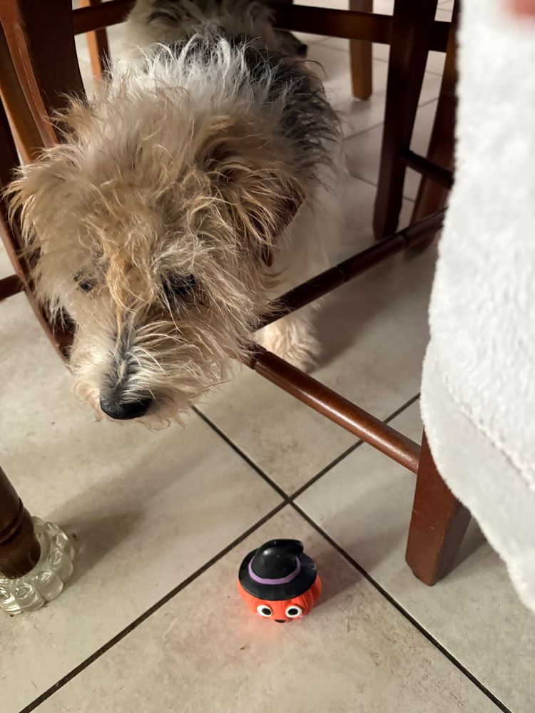 La même, ébouriffée, qui se redresse l’air de dire « c’est quoi ce truc ? »
On voit le jouet en forme de citrouille avec un chapeau noir et violet de sorcière 