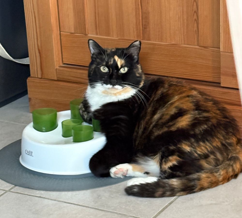 Le chat est assis accoudé sur un plateau surélevé. Sur le plateau, il y a ds godets dans lesquels on met les croquettes pour que le chat les attrape une par une 