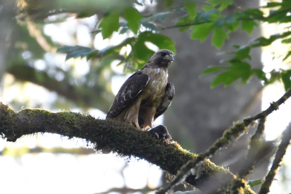 red tailed hawk perched on a tree branch with a mole in its left claw that is resting on the branch