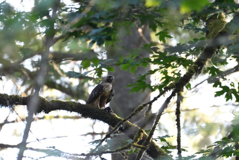 red tailed hawk perched on a tree branch with a mole in its left claw that is resting on the branch