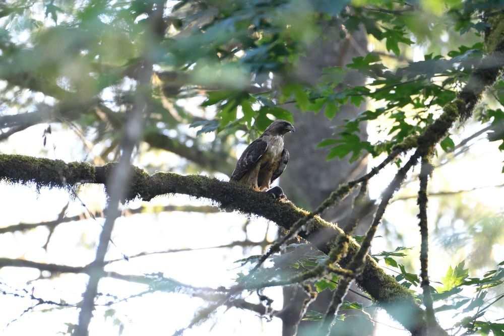 red tailed hawk perched on a tree branch with a mole in its left claw that is resting on the branch