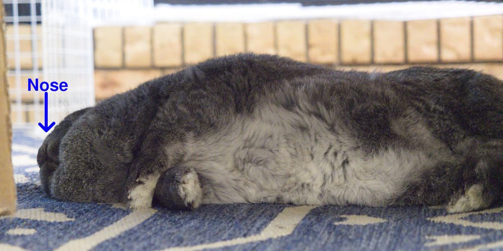 A photograph of George, a very large greyish-brown house rabbit with one erect ear and one lop ear, has flopped on his side under the coffee table, with his tummy and all four paws towards the camera.  His head is flat on the floor, so you can only see the little "Y" marking where his nose and his lips meet.

His tummy is a blend of cream and brown fur, distinctly different from his overall dark colouring.  His rather large dewlap obscures the rest of his face, and his sizable belly dominates the center of the image.