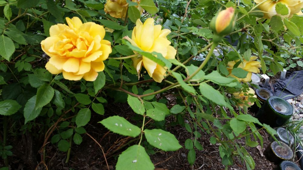 Julia child rose. Yellow with peachy highlights shrub rose