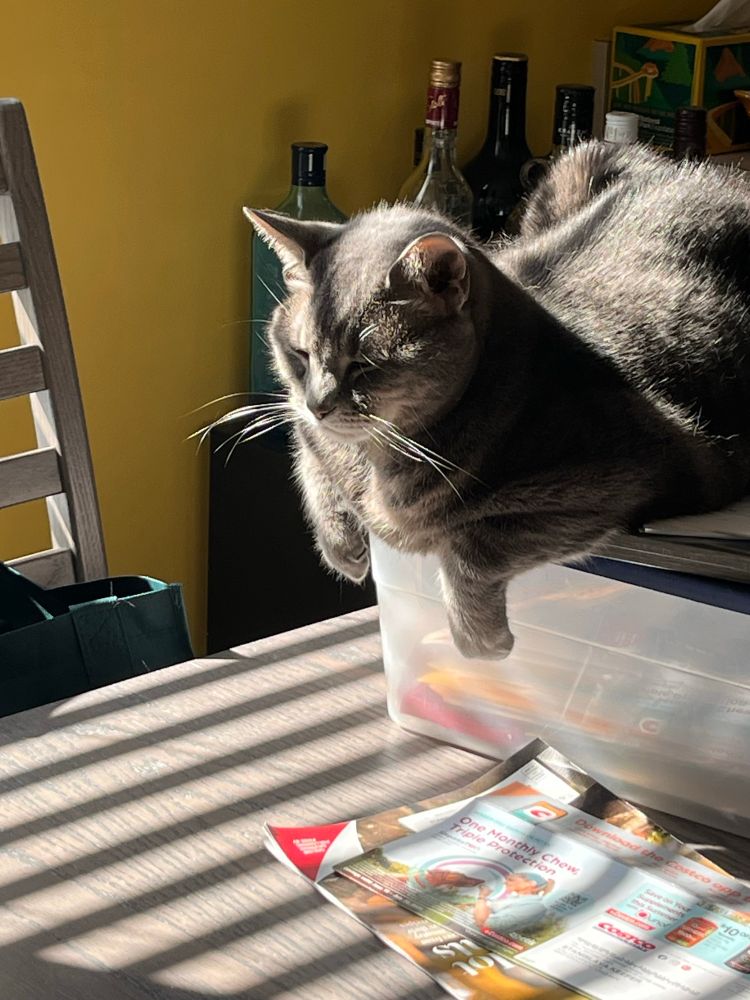 Gray cat sleeping on top of a plastic container with his front paws dangling over the edge. Container is on a gray table.