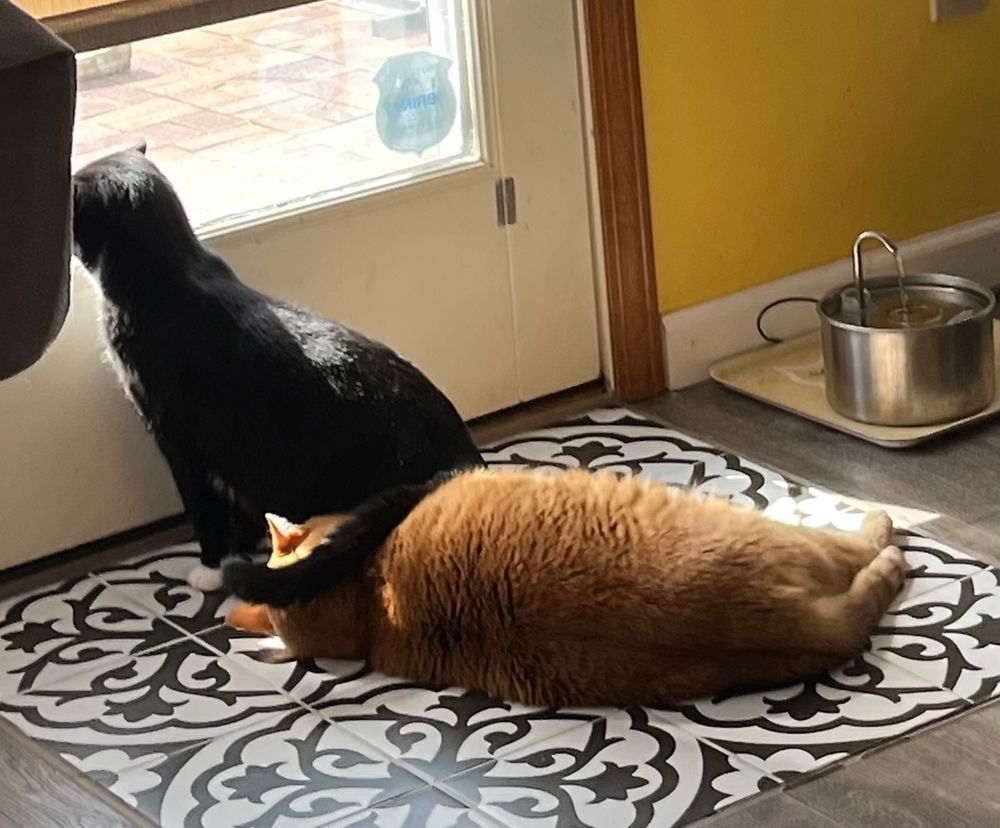 Black cat looking out the back door and almost sitting on the head of a chunky orange cat. The black cat’s tail is laying across orange cat’s head.