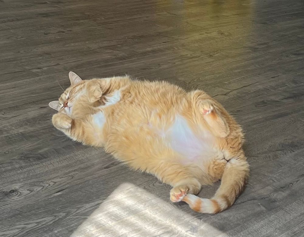 Orange cat sleeping on the floor laying on her back and exposing her tummy