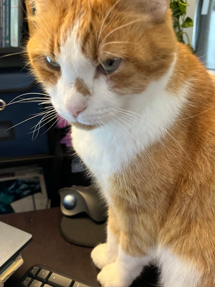Close up of orange and white cat on a desk between the corner of a keyboard and a computer mouse