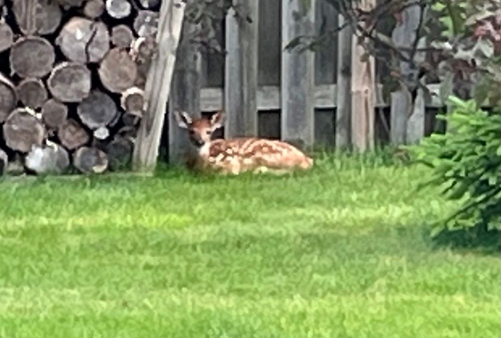 Baby deer with white spots laying in grass in front of a wooden fence