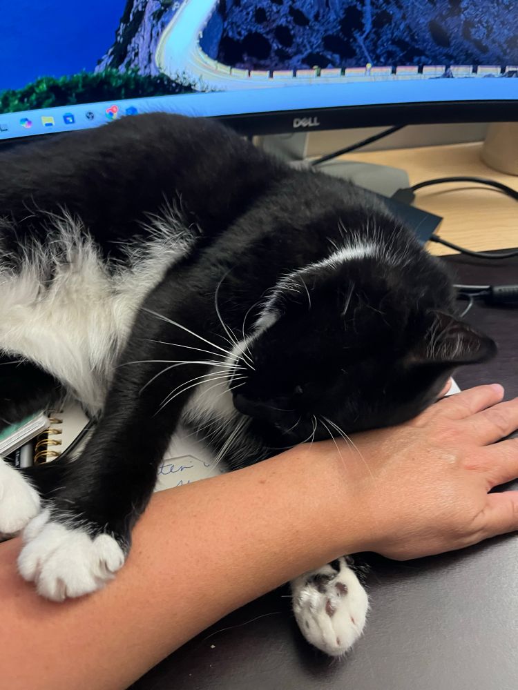 Same tuxedo cat with her paws wrapped around the woman’s arm, still laying on top of a notebook in front of a computer monitor.