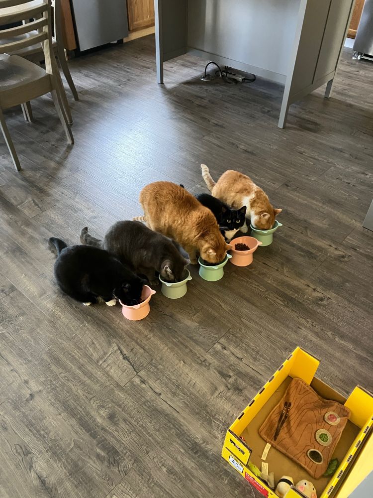 Five cats of different colors - black & white, gray, orange, black & white, and orange & white - in a line eating with one, a black & white, looking at the camera. 