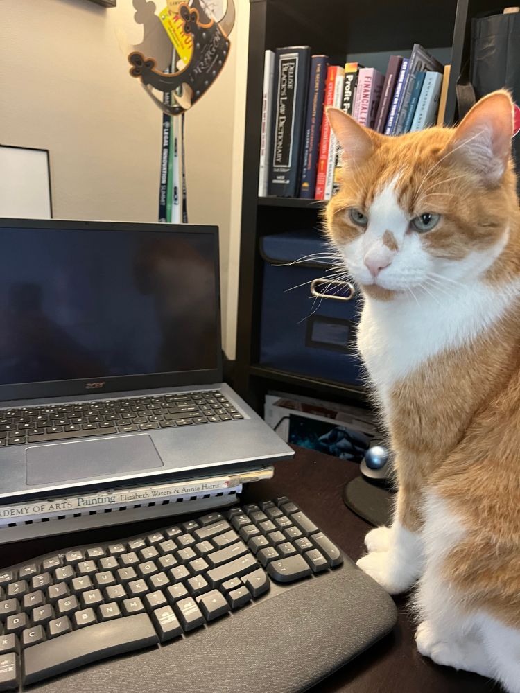 Orange and white cat next to keyboard and open laptop looking off into the distance 