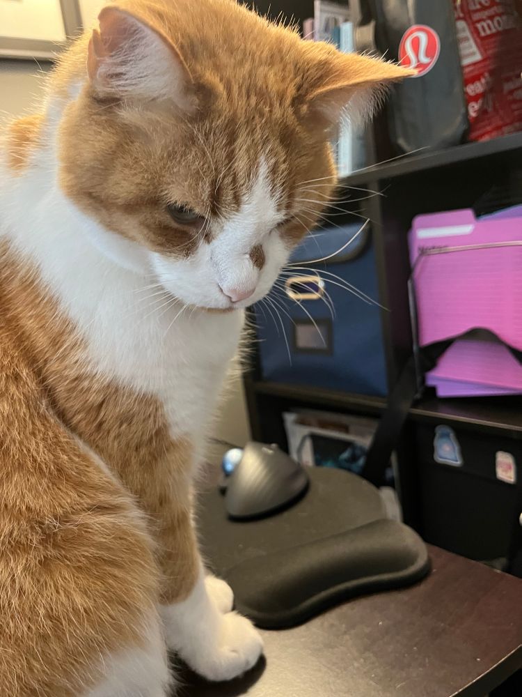 Orange and white cat on a work desk looking downward
