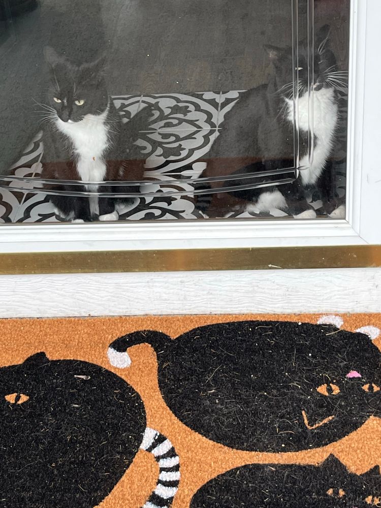 Two tuxedo cats looking through a glass door above a welcome mat decorated with black cats with white paws.