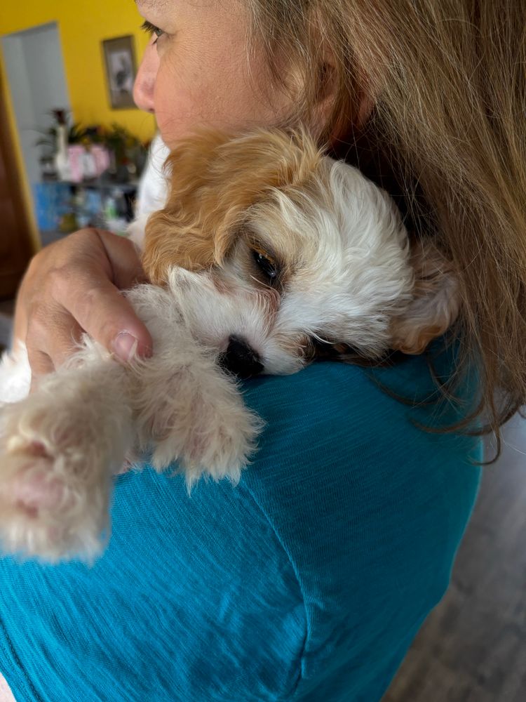 Woman in teal shirt holding a sleepy tiny brown and white puppy over her shoulder.
