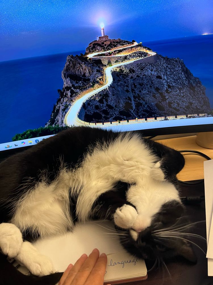 Tuxedo cat on top of a notebook in front of computer monitor rolling on her back and exposing her white belly with a woman’s hand reaching out to her.