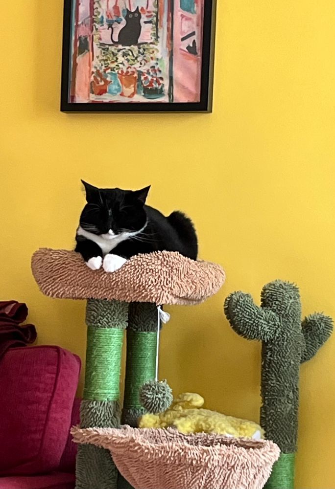 Tuxedo cat sleeping on top of her kitty condo underneath a colorful painting with flowers and a black cat.