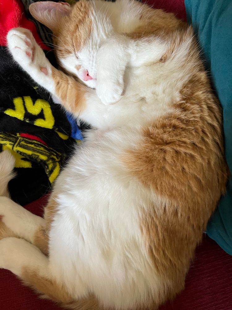 Orange and white cat sleeping on his back with his paws by his head and white fur belly exposed 