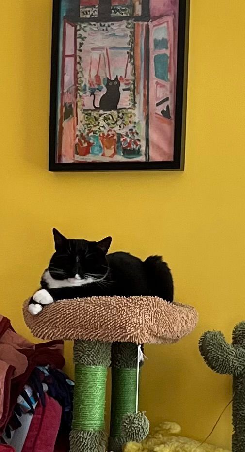 Tuxedo cat laying in her kitty condo nest with her white paws criss-crossed under a faux-impressionist print with a black cat.