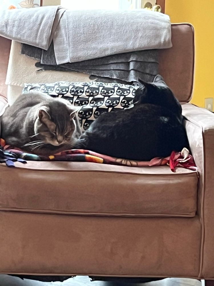 A gray cat and a black cat sleeping on a beige armchair with a black and white cat pillow behind them