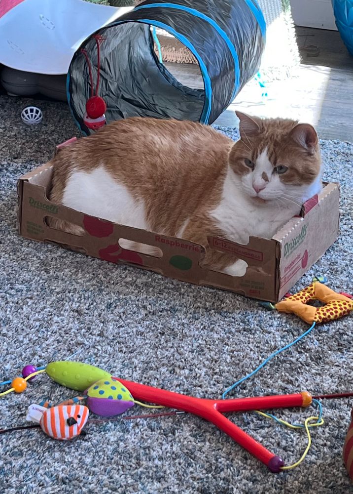 Orange and white cat in a cardboard box labeled for raspberries with cat toys scattered around the floor in front of him.