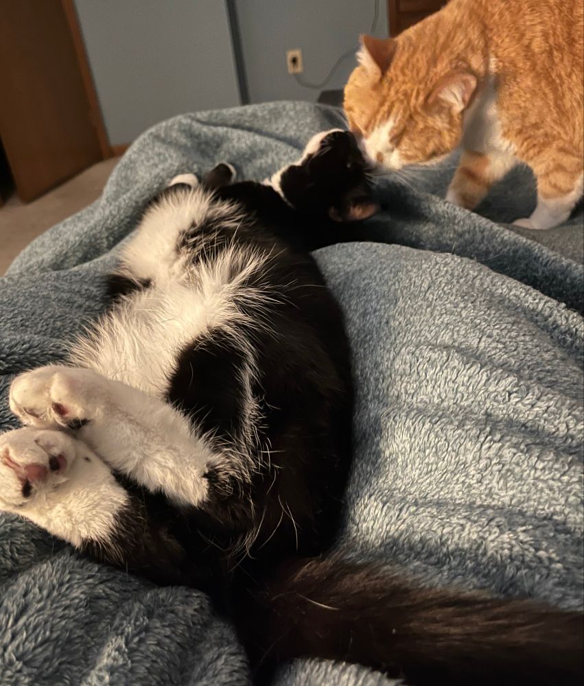 Tuxedo kitty stretched on her back with her white paws curled in the air and fluffy belly exposed while a ginger cat sniffs her nose as she leans into it