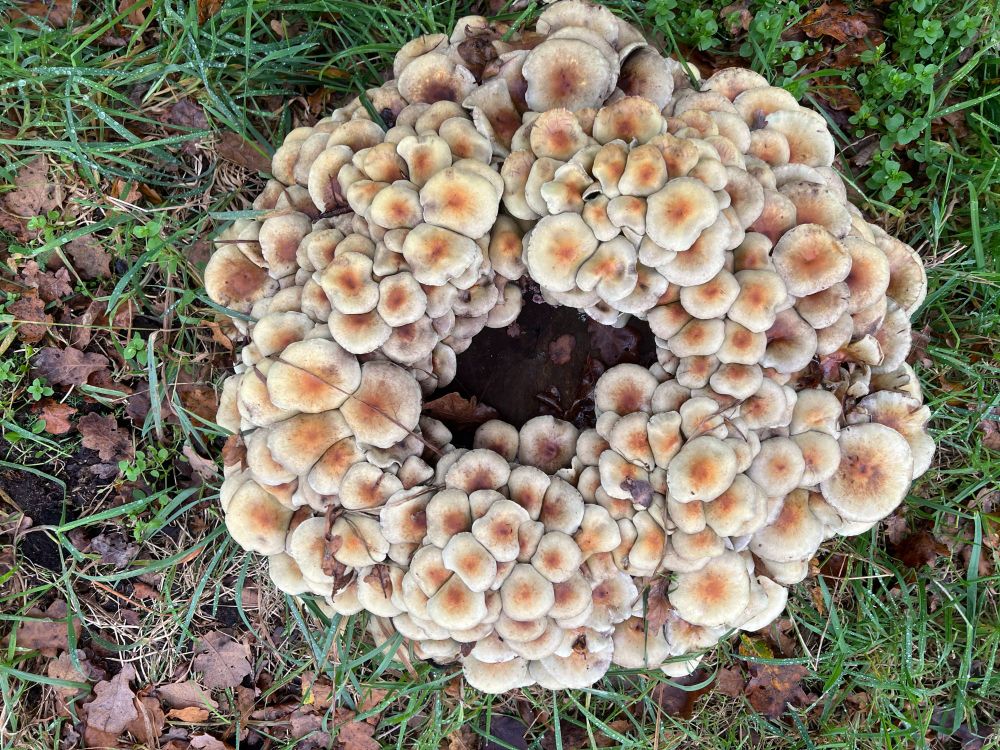 ring of mushrooms at a ruined star fort built by the English in eastern Netherlands in 1627.