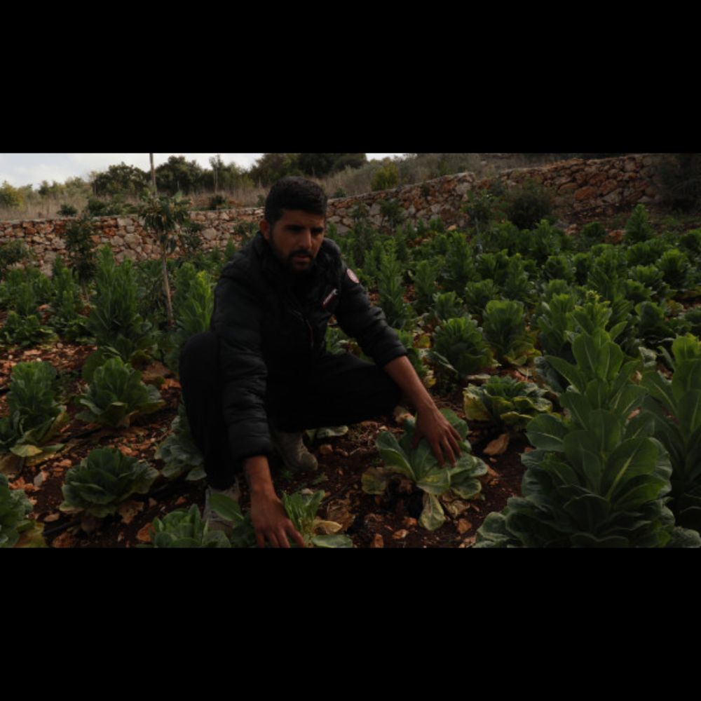 Lebanese crops ruined by white phosphorus, unexploded bombs