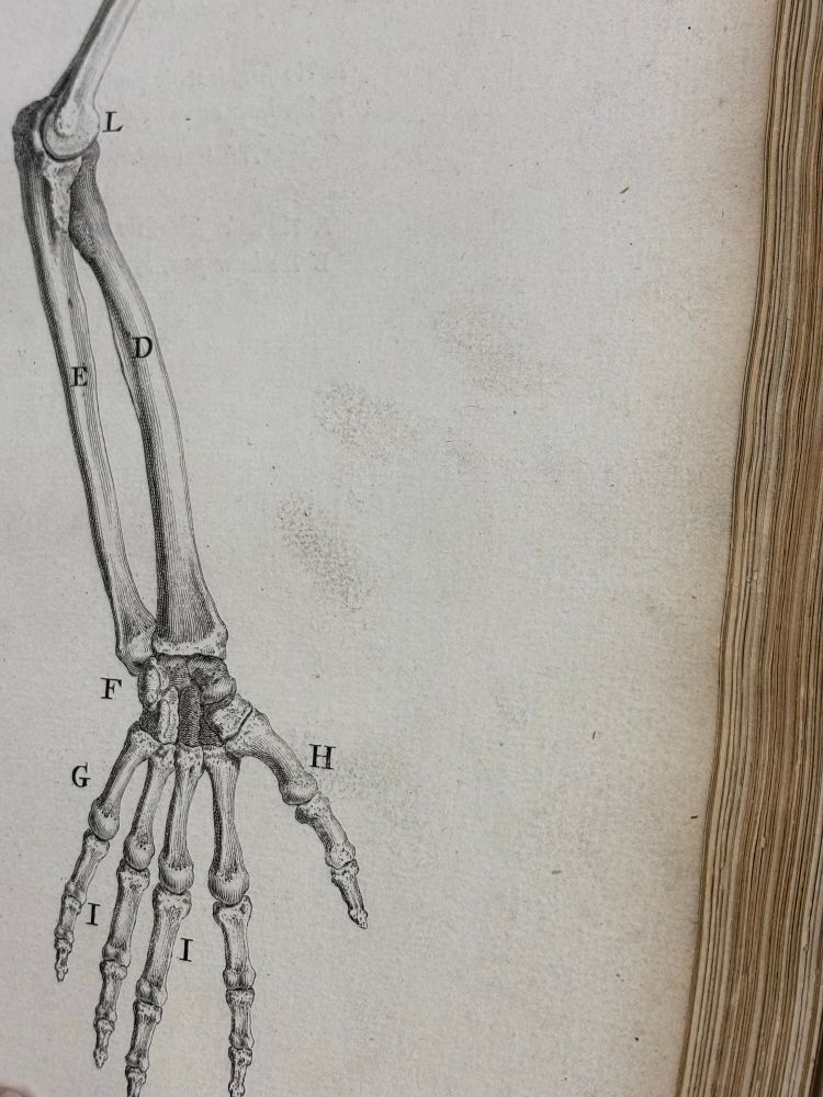 Cheselden, Osteographia, 1733