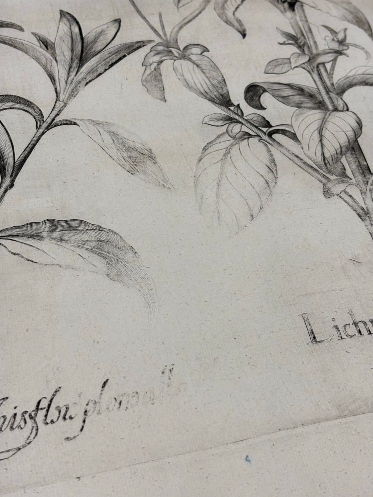 Besler, Hortus eystettensis, 1613