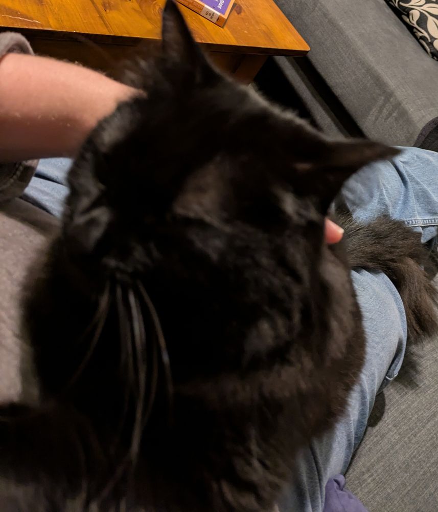 Extreme close-up of cat stretched on lap