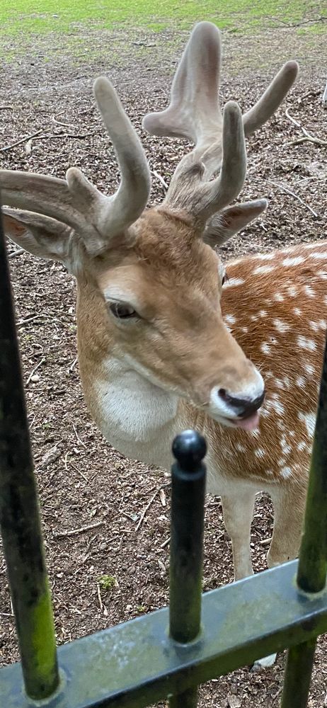 Close up of deer with his tongue out