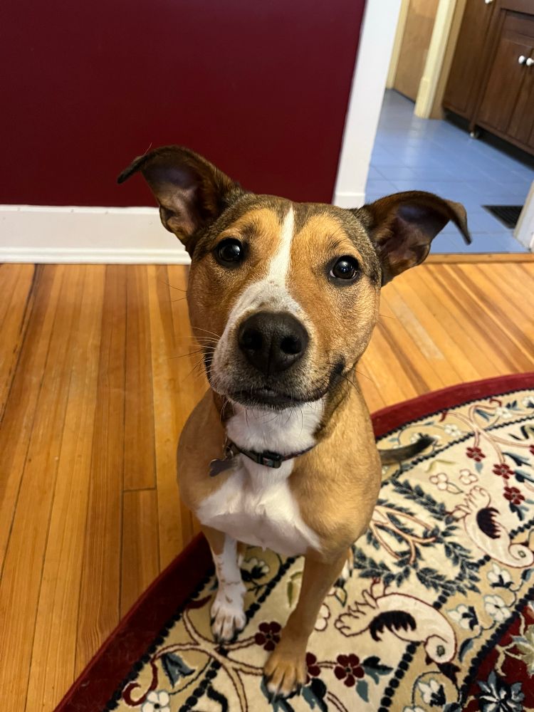 A brown pit bull-ish dog sitting on a hardwood floor looking like she is plotting about a dozen different types of mayhem.