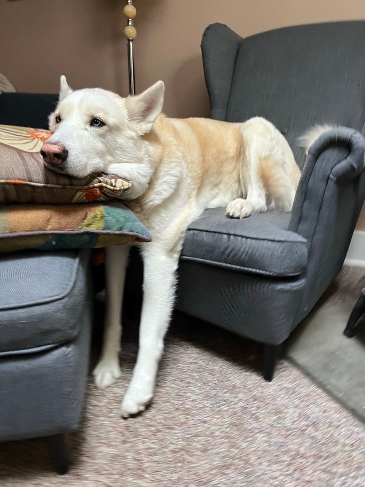 A large white dog who doesn’t quite understand how chairs work