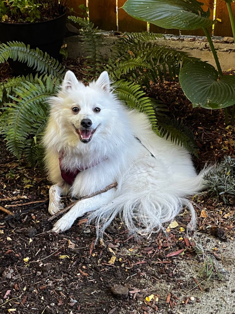 White fluffy dog sitting in dirt