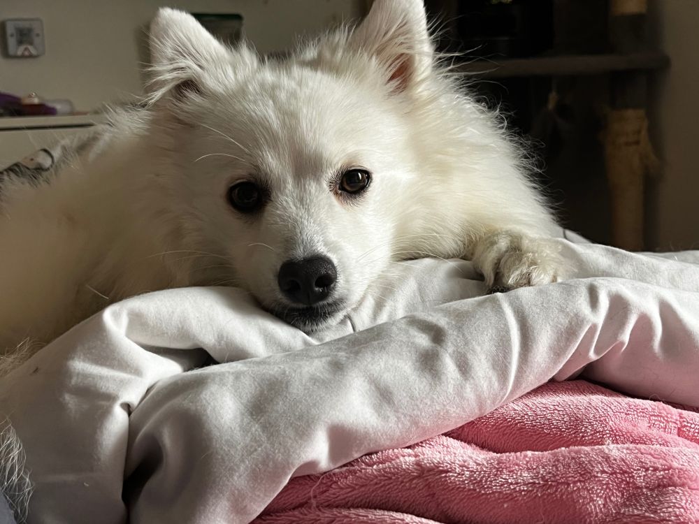White dog laying on blanket