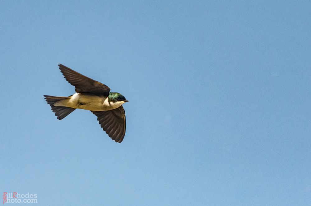 tree swallow flying