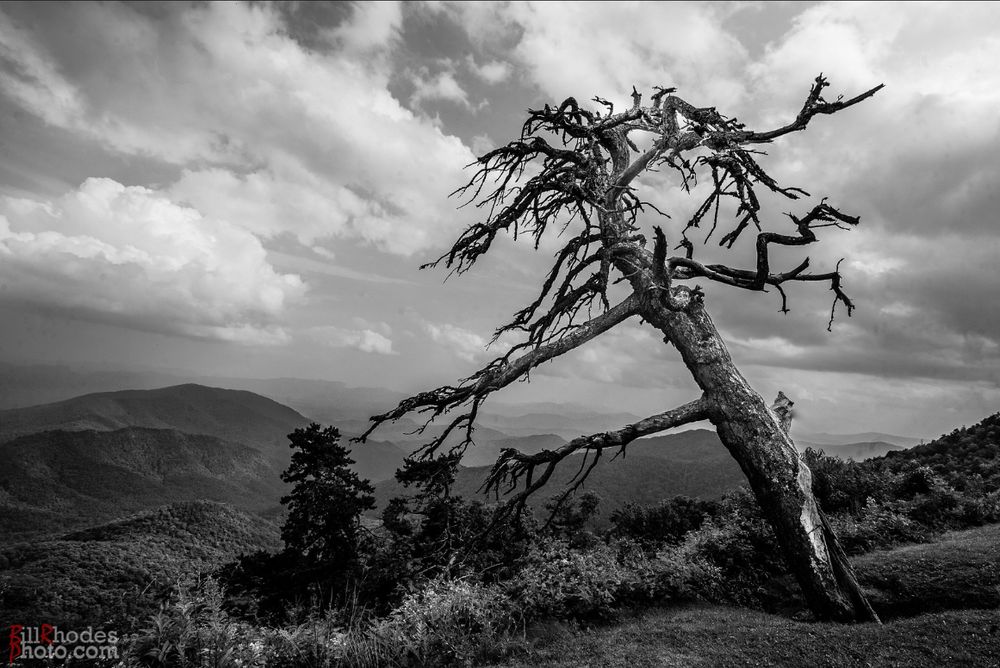 lone tree near summit of Mt. Mitchell NC USA