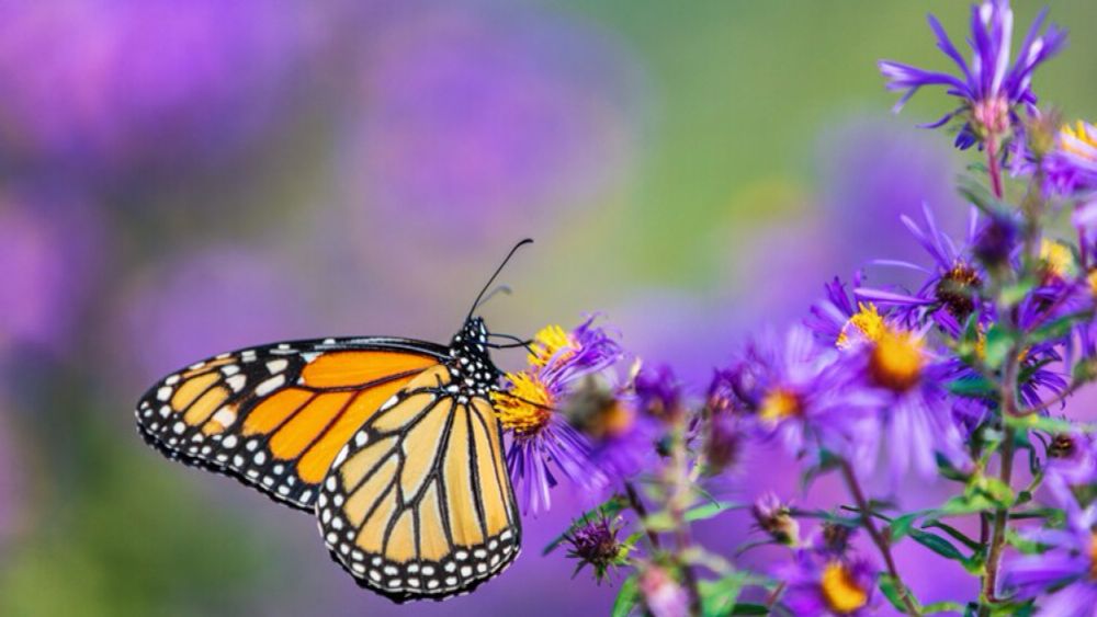 How to plant a garden butterflies will love — Popular Science