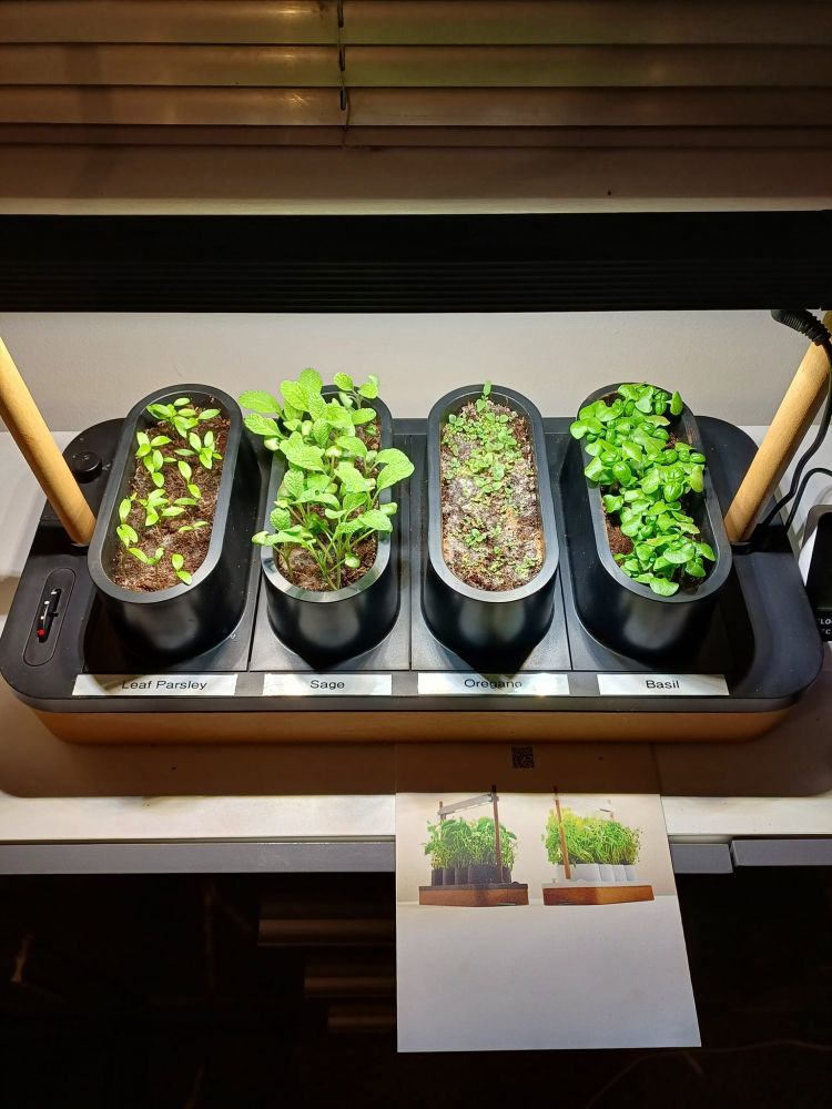 Arrangement of 4 herbs, Parsley, Sage, Oregano and Basil